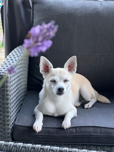 A small, light-colored dog with large ears is lying on a dark gray cushioned outdoor chair. The dog's eyes are closed. To the left of the dog, a sprig of blurred purple lavender is in the foreground. The chair is woven from gray wicker material. The scene is set outdoors, likely in a backyard or patio area. The location is Kulishi, Ukraine.