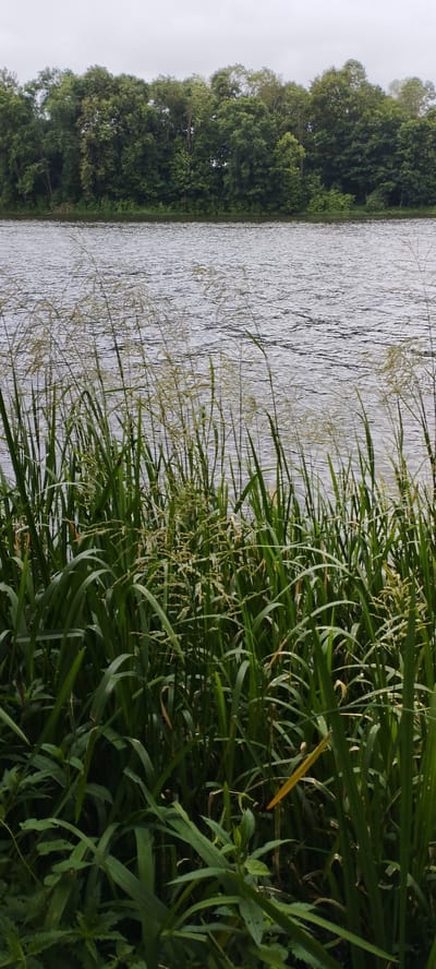 The image shows a body of water with tall grass in the foreground. In the background, a dense line of trees forms a forest along the opposite bank of the water. The sky is overcast, creating a soft, diffused light. The scene appears to be a natural landscape, possibly a river or a lake, with no visible signs of human activity or structures. The location is identified as Lunnenetsky Selsovet, Belarus.