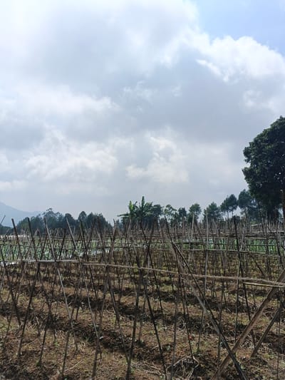 The image displays an agricultural field in Mong Pun Teing, Myanmar, under a partly cloudy sky. The foreground and midground are characterized by an extensive trellis system constructed from numerous slender, dark brown wooden poles and stakes. These poles are arranged vertically, diagonally, and horizontally, forming a grid-like support structure over cultivated, predominantly bare earth with minimal sparse vegetation. In the mid-distance, a dense line of various green trees, including several conifer-like trees and a prominent banana plant, spans horizontally. The background features distant, hazy mountains or hills covered in green foliage. The sky overhead shows a mix of white and gray cumulus clouds with patches of lighter sky. No individuals, animals, or active subjects are visible.