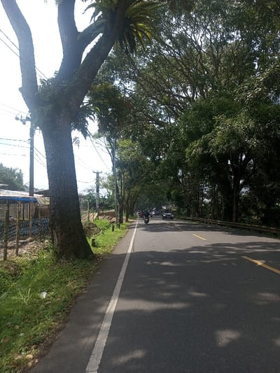 The image displays a paved two-lane road in Niz Lakuk, India, under clear, sunny conditions. A prominent, mature tree with rough bark and epiphytic growth stands on the left foreground, casting dappled shadows across a paved shoulder and the road surface. Beyond the tree and a simple fence with wooden posts, basic structures or buildings are visible, some with blue tarpaulin roofs, alongside several utility poles carrying overhead lines. The asphalt road features a solid white line on its left edge and double yellow lines for traffic separation further down. On the road, a dark-clad individual operates a motorcycle in the middle distance, with several cars following. The right side of the road is bordered by a metal guardrail, behind which a dense line of tall, leafy trees forms a canopy overhead and extends into the background. The sky is bright and partially visible above the tree line.