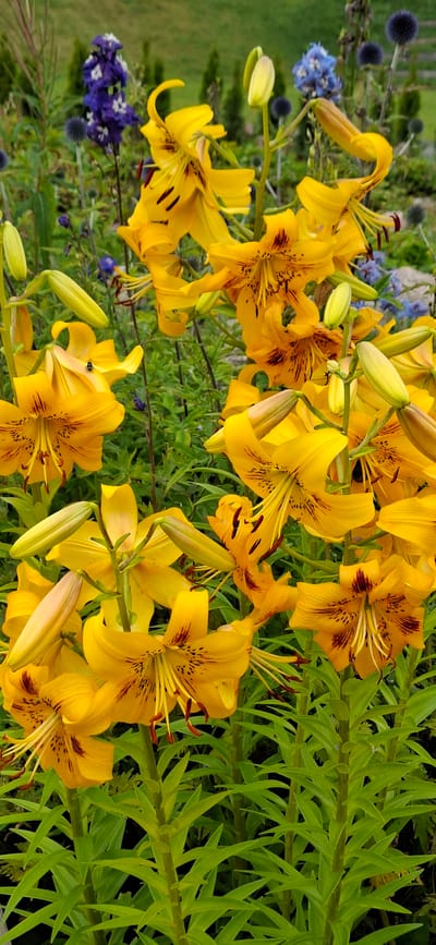 The image is a close-up, vertical shot of a cluster of bright yellow lily flowers with dark red speckles. The flowers are in various stages of bloom, with some fully open and others still in bud. The petals are long and recurved, revealing the prominent stamens and pistils. The lilies are densely packed together, creating a vibrant tapestry of yellow and green foliage. In the background, out of focus, are hints of blue flowers and dark, spiky plants, suggesting a garden setting. The lighting is natural and appears to be daylight, illuminating the rich colors of the flowers. The scene is static, with no visible movement or activity. There is no discernible urban context to suggest a specific location within Pihali, Estonia, beyond what can be inferred as a garden or landscaped area.