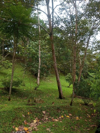 The scene depicts a natural, forested landscape in Kanand, India, under daylight conditions. Multiple mature trees with various trunk thicknesses and green foliage dominate the view, extending from the foreground to the background. The tree trunks are primarily brown-grey, some with darker vertical striations. The ground is covered in lush, short green grass and ground cover, sloping gently upwards towards the background. Scattered brown and yellow fallen leaves are visible on the ground, particularly in the lower foreground. Patches of denser green undergrowth and smaller saplings are interspersed among the larger trees and grass. The sky is largely obscured by the tree canopy, with glimpses of a bright, overcast or light-filled sky visible through the leaves. No people, animals, or artificial structures are present.