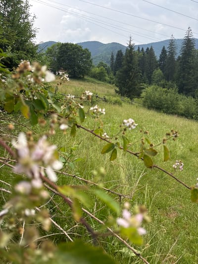 This is a vertical, eye-level, medium shot of a natural landscape. The foreground is dominated by a blackberry bush in bloom, with several small white and pink flowers and developing berries. The bush is slightly out of focus, with its thorny branches and green leaves clearly visible. Beyond the bush, a lush green field stretches towards a dense forest of coniferous and deciduous trees. In the background, rolling mountains, partially obscured by mist, rise against a cloudy sky. Power lines are visible stretching across the sky on the left side of the image. The overall impression is one of serene, rural beauty in an alpine setting. The lighting suggests it is daytime, with diffused sunlight filtering through the clouds, creating a soft and natural atmosphere. The location is identified as Tatariv, Ukraine, which is consistent with the mountainous terrain and coniferous forests. No people or specific events are depicted, and no text is visible.