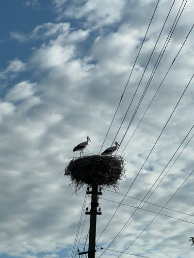 The image shows a stork's nest situated atop a utility pole in Ilavche, Ukraine. Two storks are visible within the nest, which is constructed from branches and twigs. The nest is surrounded by a network of power lines, creating a stark contrast between the natural and the man-made elements. The sky above is partly cloudy, with patches of blue visible through the white clouds. The scene appears to be captured during daylight, with soft lighting conditions. The image is taken from a low angle, looking up at the nest and the birds.