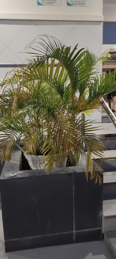 A potted palm plant is situated in a large, dark grey planter. The planter is placed on a dark grey tiled surface, next to a set of light grey stairs with a silver handrail. The plant's leaves are a mixture of green and yellow, indicating some dryness or browning. In the background, a white tiled wall with a subtle grid pattern is visible. Above the wall, text appears on light blue signs. To the right of the plant, on the stairs, two individuals are partially visible, their legs and feet showing. The person on the right is wearing dark shorts and dark shoes, while the person on the left is wearing dark shoes and has their legs cropped out of view. The scene appears to be an indoor or semi-outdoor public space, possibly a building lobby or a walkway. There is no identifiable information suggesting this location is in Julikeude Dua, Indonesia.
