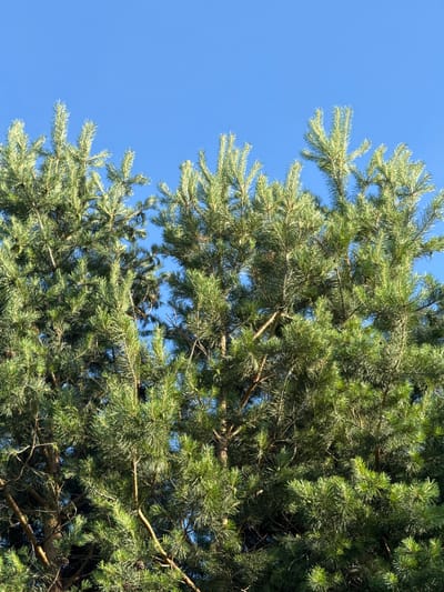 The image is a medium shot of pine tree branches against a bright, clear blue sky. The perspective is looking upwards into the canopy of the tree. The pine needles are a vibrant green, with some lighter green tips indicating new growth. The branches are thick and woody, with a few visible pine cones. The sunlight filters through the branches, creating a dappled effect and highlighting the texture of the needles. The clear blue sky suggests a sunny day, likely during daylight hours. There are no people or other objects visible in the frame, and no text is present. The setting is likely a natural outdoor environment, consistent with the location context of Шемалаково, Russia, suggesting a possible pine forest or a park with pine trees. The overall mood is serene and natural, focusing on the beauty of the evergreen foliage against the expansive sky.