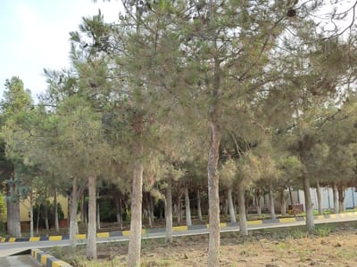 The image depicts a line of pine trees with visible pinecones. The trees are of varying heights and thicknesses, with some appearing younger and thinner, while others are more mature. Their branches are laden with green needles, and the trunks are rough and textured. In the background, there is a building with a light-colored facade, possibly a school or administrative building. A fence with a black and yellow striped pattern runs along the edge of the road in front of the trees. The ground is covered with dry grass and scattered stones. The sky above is a bright, pale blue, suggesting a clear, daytime scene. The lighting indicates it is likely mid-morning or late afternoon. There are no people visible in the image. The scene appears to be a park or landscaped area, possibly part of an institution or educational facility, given the building in the background. The overall impression is one of a serene, natural environment bordering a developed area.