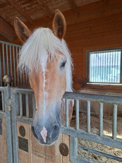 The image shows the head of a light brown horse with a blonde mane, looking directly at the camera. The horse is in a stable, with wooden walls and a slatted roof visible in the background. A metal fence with vertical bars separates the horse from the viewer. There is a small window with bars on the right side of the frame, revealing a blurry outdoor scene. The floor of the stable is covered with bedding material. The horse has a white blaze on its forehead and a pink diamond-shaped marking on its muzzle. There are some metallic circular emblems attached to the wooden wall to the left of the horse. The overall impression is that of a close-up portrait of a horse in its natural environment within a stable. This image is from Münster, Austria.