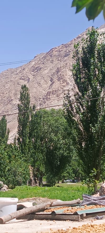The image depicts a natural landscape with a mountain range in the background, under a clear blue sky. The foreground is filled with various trees, some tall and slender, others broad and leafy, suggesting a semi-rural or park-like setting. A dirt path or ground is visible in the immediate foreground, with some scattered debris, including what appears to be a wooden log and some small, round objects, possibly seeds or nuts, laid out on a corrugated surface. A white bucket with some writing on it is also visible on the left side of the foreground. The overall impression is a sunny day in a location that blends natural mountainous scenery with cultivated greenery. The specific location of Sanobod, Tajikistan, is mentioned as context but cannot be definitively verified from the visual information alone.