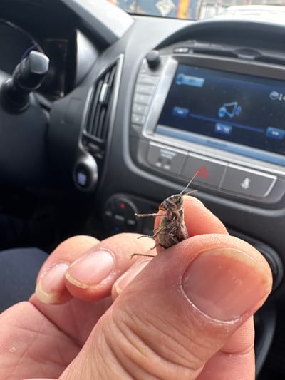 A close-up shot shows a person's thumb and forefinger holding a deceased insect. The insect is small, with visible legs and antennae. A small red flag is attached to one of its antennae. The background consists of the interior of a car, with a black steering wheel on the left and a car's infotainment system and dashboard visible on the right. The scene is lit by daylight. No specific location in El'buzd, Russia can be determined from the image.