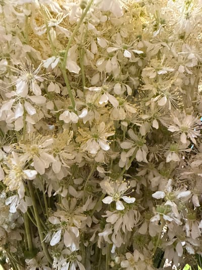 The image is a close-up, overhead view of a large bouquet of small, white flowers. The flowers have delicate petals and prominent yellow stamens. The stems are green and numerous, creating a dense arrangement. The background is a soft blur of the same flowers, with some hints of a darker, possibly green, background. There are no people, actions, or interactions visible. The image does not contain any information about its location in the city of Kandry, Russia.