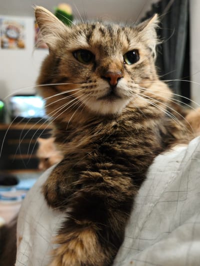 A close-up, eye-level medium shot captures a tabby cat's face and upper body. The cat is positioned prominently in the foreground, facing forward with its head slightly tilted. Its fur exhibits a mix of brown, black, and tan markings. The cat's green eyes are open and alert, and its white whiskers fan out from its muzzle. Behind the cat, a soft, light-colored fabric, possibly a blanket or cushion, is visible. In the blurred background, faint hints of a domestic setting can be observed, including what appears to be another cat, a television screen with a bright light, and possibly some framed pictures on a wall. The lighting is soft, casting a gentle glow on the cat. The overall atmosphere is intimate and calm. The image does not contain any elements that would allow for the specific location within Morąg, Poland, to be determined.