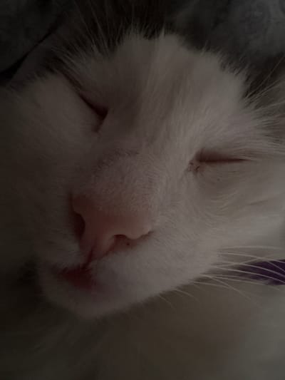 The image is a close-up, low-angle shot of a white cat's face, sleeping. The cat's eyes are closed, and its pink nose is prominent. The fur is white and fluffy. The background is dark and out of focus. There is a hint of a purple collar on the right side of the cat. The image was taken in the city of Vysokoye, Russia.