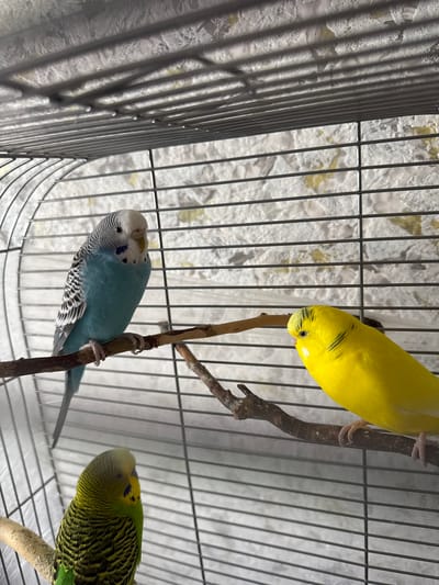 Three budgerigars are perched on branches inside a wire cage. A blue and white budgerigar is on a branch in the left-center of the frame. To its right, a bright yellow budgerigar is perched on a different branch, facing away from the camera. In the lower left corner, a green and yellow budgerigar is on a branch, facing right. The background is a wall with a textured pattern. The location is a cage in Руднянський старостинський округ, Ukraine.