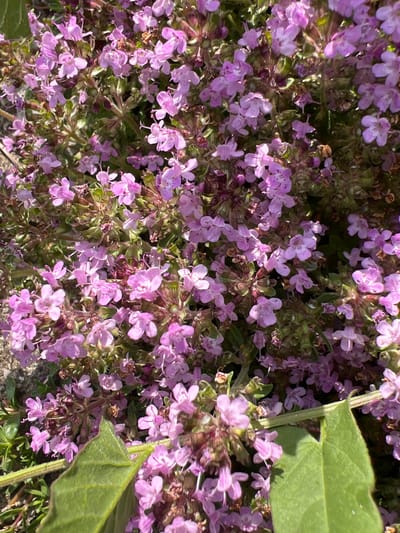 A close-up, high-angle shot reveals a dense cluster of blooming pink thyme flowers. The flowers are small and delicate, with five petals each, and are arranged in clusters atop thin stems. The overall impression is one of vibrant natural growth, with the pink blossoms interspersed with green foliage and hints of dried, darker plant matter. The background is out of focus, but appears to be a natural, outdoor setting. There are no people or animals visible in the image, and no actions or interactions are depicted. The scene is located in Motički gaj, Montenegro.