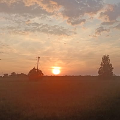 This image depicts a rural landscape at sunset, possibly in or near Novyi Burtiuk, Russia, given the provided context. The sky is filled with a warm gradient of colors, transitioning from soft pinks and oranges near the horizon to lighter hues higher up, with scattered clouds casting gentle shadows. The sun is a bright, diffused orb low on the horizon, its light creating a warm glow across the scene.
In the mid-ground, a flat, open field stretches horizontally across the frame, its surface appearing dark and slightly blurry due to the low light conditions and potential overexposure from the sunset. A line of trees, silhouetted against the brighter sky, marks the distant horizon. To the left of the frame, a power line pole with insulators and wires extends across the sky, partially obscuring the sunset. Another similar pole is visible further to the left. On the right side of the frame, a solitary, dense tree stands tall, its form dark against the colorful sky. The foreground is dominated by a field of grass or crops, rendered in deep, warm tones, almost entirely in shadow, with very little discernible detail. There are no people or animals visible in the image. The overall impression is one of a tranquil, natural setting during twilight.