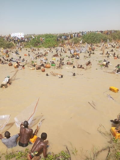 The image depicts a large-scale communal fishing event in Kokani North, Nigeria. Hundreds of individuals, predominantly males, are dispersed across a wide, shallow expanse of murky, light-brown water. Most participants are submerged waist-deep or deeper, with their heads, shoulders, and sometimes upper torsos visible. They are actively engaged in fishing, manipulating numerous hand-held, white or light-colored scoop nets. Scattered among the individuals in the water are various objects, including numerous buoyant clay pots or gourds of different sizes and shapes, some yellow plastic jerry cans, and fragments of aquatic vegetation or debris.

The water's edge, particularly in the foreground and along the distant bank, is lined with green, low-lying aquatic plants and denser shrubbery. Beyond this vegetation, on a slightly elevated bank in the background, a large crowd of spectators is gathered, observing the activity. On the far left of the distant bank, a white banner featuring multiple logos and text is visible. The sky above is a pale, hazy blue, suggesting an open outdoor environment under a clear but possibly dusty atmosphere.