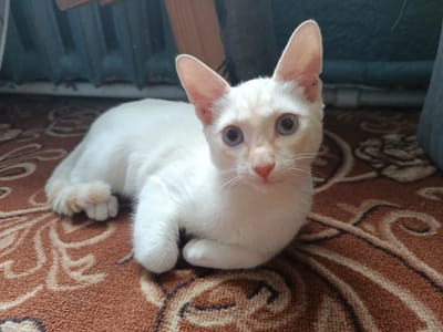 A white cat with blue eyes and light brown markings on its face and tail is lying on a patterned brown rug. The cat is facing the camera, and its body is slightly angled to the left. Behind the cat, a portion of a radiator and a dark gray fabric surface are visible. The scene appears to be indoors, possibly in a residential setting. There is no discernible information to determine the location in the city of Молодёжный, Kazakhstan.