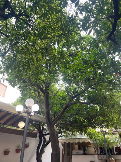 The image displays an outdoor area, likely a garden or courtyard, within Sorrento, Italy. A dense canopy of green foliage from large trees, consistent with citrus trees, dominates the upper two-thirds of the frame, with several small orange fruits visible among the leaves, primarily in the upper right quadrant. In the lower-left, a dark grey pole-mounted lamp stands, featuring three spherical white globes at its apex and a single hanging translucent spherical light below. Behind this lamp, a dark, angled roof or awning partially covers a structure, with a section of a light-colored building wall and a reddish-brown window shutter visible in the far upper-left. Below the awning, a white wall supports three terracotta-colored pots, each containing a small green plant. To the right, partially obscured by tree trunks and branches, is a building with a cream and white striped awning retracted, revealing what appears to be an outdoor service area with a white appliance and dark countertop visible. A second, partially obscured lamp and a dark, decorative pineapple-shaped object are present in the lower-right corner. No individuals are visible in the scene.