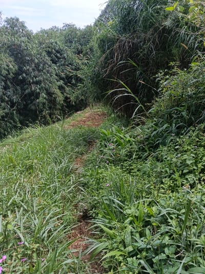 A narrow dirt path winds upward through dense greenery. Lush grasses and various plants dominate the foreground. Thick bamboo stalks and other trees line the path on both sides, creating a tunnel effect. The sky is visible in the upper portion of the frame. The scene is characterized by natural overgrowth and a sense of enclosure.