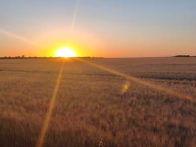 The image depicts a wide shot of a field of dry grass under a clear sky during sunset. The sun, a bright yellow orb, is low on the horizon, casting a warm, orange glow across the landscape. The sky transitions from a pale blue at the top to a soft orange and yellow as it nears the horizon. In the distance, a line of wind turbines is visible against the horizon, suggesting an open, possibly rural, environment. The field itself is densely populated with dry stalks of grass, giving it a golden-brown hue. A prominent sun flare creates a diagonal streak of light across the image, and a smaller, circular light flare is visible in the lower right quadrant. There are no people or animals visible in the scene, nor any specific identifiable structures other than the distant wind turbines. The environment appears to be an open field or agricultural land.