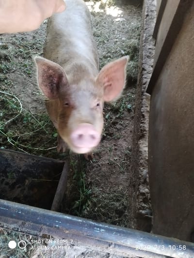 A young pig with light brown fur and large ears is standing in a dirt pen. The pig's snout is pink and slightly blurred due to its proximity to the camera. A human hand is visible in the upper left corner of the frame, partially obscuring the pig's back. The pen contains dry grass and some green foliage. To the right of the pig, there is a wooden structure and a concrete wall with a rough texture. In the foreground, a metal pipe runs horizontally across the bottom of the image. A black trough is visible on the left side. Text overlays indicate "SHOT ON REDMI 7 AI DUAL CAMERA" and a date and time stamp "2026/7/3 10:58". The location is specified as Khalkabad, Uzbekistan.
