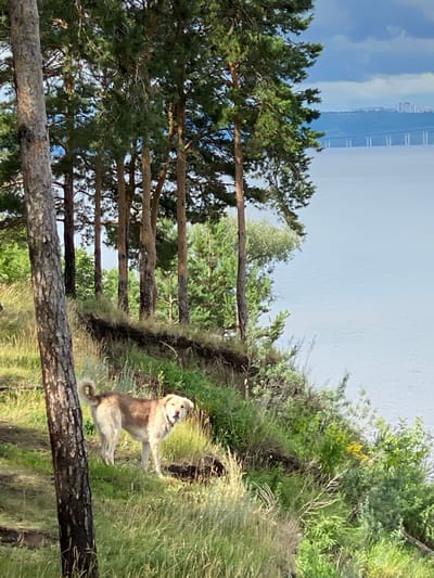 This media file depicts a scenic view of a body of water, possibly a river or lake, in Leninsky, Russia. The foreground is dominated by pine trees with thick trunks and branches, some of which have fallen horizontally across the scene. In the middle ground, a light-colored dog is perched on a grassy incline, with its mouth open and head turned towards the viewer, appearing to be panting or barking. The dog is light brown and grey, with a curled tail. The background reveals a vast expanse of water under a bright, clear sky. In the far distance, across the water, a long bridge or elevated structure is visible. The overall setting is a natural landscape with lush green vegetation and trees, suggesting it is daytime and likely pleasant weather. The presence of the bridge hints at an inhabited or industrial area nearby, contrasting with the natural beauty of the foreground. The image is oriented vertically, with the sky at the top and the ground at the bottom, but the content is rotated 90 degrees clockwise.