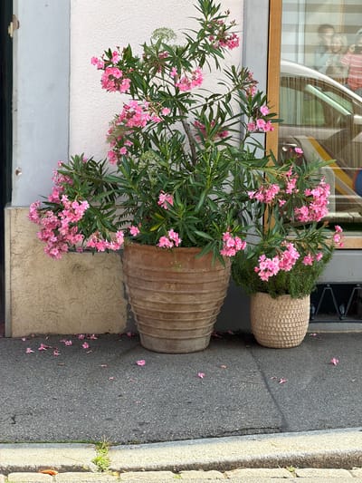 Two large potted plants with pink flowers are displayed on a paved sidewalk in front of a building. The plant on the left is in a large, ribbed, terracotta pot, and the plant on the right is in a smaller, textured, light-colored pot. Fallen pink petals are scattered on the ground around the pots. The building appears to have a light-colored textured wall and a glass window reflecting people and possibly a car. The scene is outdoors, on a street in Lörrach, Germany, as indicated by the context provided.