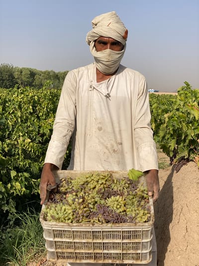 A man stands in a vineyard, holding a plastic crate filled with grapes. He is wearing a white turban that covers his head and a light-colored, long-sleeved garment. His face is partially covered by a cloth wrapped around his lower face. The vineyard appears to be in a rural area, with rows of grapevines stretching into the background. The sky is clear and the weather appears to be warm. The man is looking directly at the camera. The location is identified as Senjaray, Afghanistan.