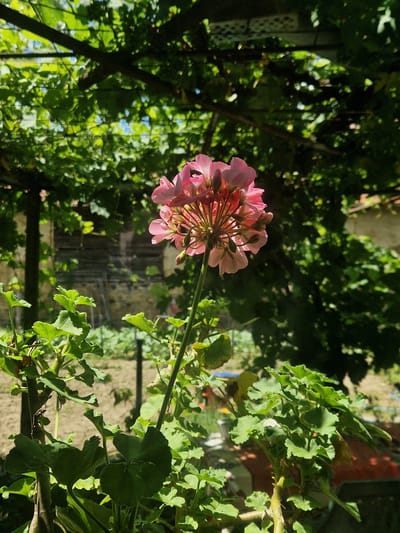 The image is a close-up, vertical shot of a pink geranium flower in bloom. The flower is the central subject, with its delicate petals and budding flowers clearly visible. It is positioned on a slender green stem, which extends upwards from a cluster of lush green geranium leaves in the foreground.
The background is a blur of greenery and structures, suggesting an outdoor setting. There appears to be a wooden pergola or trellis overhead, with sunlight filtering through the leaves. In the mid-ground, hints of a building with a weathered stone or brick facade are visible, along with wooden elements that could be part of a shed or fence. The overall impression is one of a garden or patio area.
The location is identified as Raduvene, Bulgaria. The scene depicts a tranquil, sunlit moment in nature, focusing on the beauty of the blooming geranium. No people are present in the image.