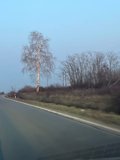 The image depicts a rural road scene in Osenets, Bulgaria, observed from a low angle, likely from a vehicle. The asphalt road, grey in hue, curves gently towards the left foreground, marked by a continuous white line on its right edge. A narrow strip of green and brown grass runs alongside the road, separating it from an elevated bank covered in dry, brown shrubs and bare deciduous trees.
A prominent, slender birch tree with light-colored bark and delicate, leafless branches stands on the bank, roughly centered vertically and to the left of the image's horizontal midpoint. Behind this birch, a denser cluster of bare trees forms a dark mass against the sky. Two wooden utility poles are visible within and behind this cluster of trees. A red and white reflective road marker post is positioned on the immediate right of the road's curve in the mid-ground. The sky above is a clear, pale blue, suggesting either dawn or dusk. There are no people, vehicles (other than the implied camera platform), or overt actions depicted.