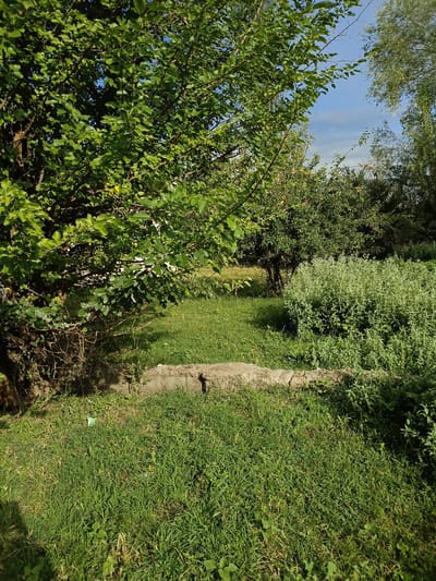 The image shows a grassy yard with a large tree on the left, a patch of tall green plants on the right, and a concrete barrier in the foreground. The sky is blue with some clouds. The location in the city of Чагыр, Kyrgyzstan, is not discernable from the image.