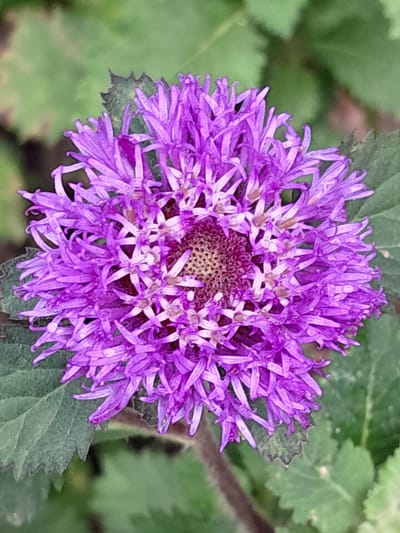 The image is a close-up, high-angle shot of a vibrant purple flower with intricate, delicate petals. The flower is the primary subject, centered in the frame and taking up most of the space. Its petals are a rich, saturated purple, appearing almost feathery in texture, and they curl inwards towards the center. The center of the flower is a darker, textured area with a mix of brown and dark purple tones, possibly containing the reproductive parts of the flower. There are small water droplets visible on some of the petals, suggesting it might have rained or that dew is present.

The background is softly blurred, creating a bokeh effect that emphasizes the sharpness and detail of the flower. The background consists of green foliage, likely leaves of the same plant or surrounding plants. The lighting appears natural, possibly from daylight, casting gentle shadows and highlighting the texture of the flower petals. The overall impression is one of natural beauty and delicate detail.

The image does not contain any people, text, or specific event cues. The setting is implied to be outdoors, in a garden or natural environment, given the presence of the flower and foliage. The context of Sukadamai, Indonesia, suggests a tropical or subtropical climate where such flowers would thrive. The time of day and weather are not explicitly discernible, but the natural lighting and water droplets hint at a day with some moisture. The mood conveyed is one of tranquility and appreciation for nature's intricate designs.