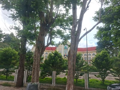 The image depicts the front of a building in B'Lao, Vietnam, partially obscured by several trees. The building has a yellow facade with a red tiled roof and a series of arched windows. A green fence runs across the foreground, separating the sidewalk from the building's grounds. The sky is overcast. There are no people visible in the image.