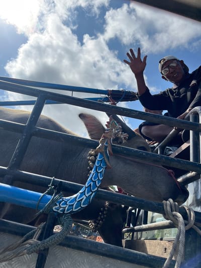 A man wearing glasses and a cap waves his hand while sitting in the back of a trailer loaded with a buffalo. The buffalo is partially visible, with its head adorned with decorative elements. The trailer has a metal frame and is filled with ropes. In the background, there is a cloudy blue sky. The scene appears to be in Jembrana, Indonesia, a region known for its buffalo traditions.