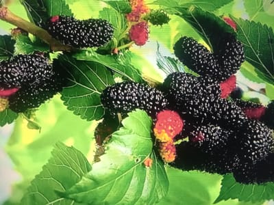 The image shows a close-up view of ripe black mulberries and some red mulberries on a branch with green leaves. The mulberries are elongated and bumpy in texture. The leaves are broad with serrated edges. The background is a blur of green and yellow, suggesting an outdoor environment, likely a garden or orchard. There is no indication of the city of Qorowul, Uzbekistan, in the image.