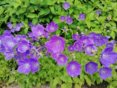 This media file is a close-up, overhead shot of numerous bell-shaped purple flowers, likely campanula, in full bloom. The flowers are clustered together amidst lush green foliage. Some flowers are fully open, revealing their delicate stamens, while others are still in bud or partially closed. The leaves of the surrounding plants are a vibrant green, with some appearing slightly dewy, suggesting recent rain or morning dew. The lighting suggests it is daytime, likely overcast or shaded, as there are no harsh shadows. The ground in the foreground appears to be a mixture of sand and small stones. The overall impression is of a natural, garden setting. There is no visible text in the image.