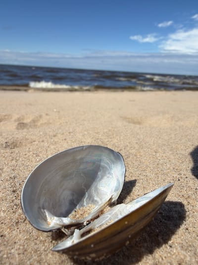 A weathered, open seashell lies on a sandy beach in Lilaste, Latvia. The shell's interior displays iridescent mother-of-pearl, reflecting soft hues of blue and pink, with a small amount of sand accumulated inside one valve. The exterior of the shell exhibits subtle striations and a muted, earthy tone. The sandy beach stretches out, showing faint footprints, and meets the dark, rippling water of the Baltic Sea under a bright blue sky dotted with sparse white clouds. The sun casts a soft shadow from the shell onto the sand. The scene is peaceful and natural, evoking a sense of seaside tranquility.