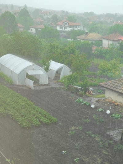 The image presents an elevated view of a rural or semi-rural landscape in Valchi Dol, Bulgaria, during a persistent rain shower. Visible raindrops fall diagonally across the entire scene, contributing to a misty atmosphere and wet surfaces.

In the foreground and midground, a cultivated garden plot is the central focus. Two white, arched greenhouses, constructed from translucent material, stand prominently on the left. The larger greenhouse on the left has its front opening partially unfurled, revealing green plants growing within. To the left of the greenhouses, a dense patch of lush green, low-lying crops covers a significant portion of the tilled land. The remaining cultivated areas consist of dark, wet soil with sparser green sprouts and young plants. Several white square containers and cylindrical markers are visible among the plants. A small building with a tiled roof and an adjacent shed-like structure with a corrugated roof are situated in the lower right.

Beyond the agricultural area, the background features a village composed of numerous houses with traditional tiled roofs in varying shades of red, orange, and brown. These homes are interspersed among abundant green trees and foliage, which appear vibrant and well-hydrated. A winding road or path can be discerned between some of the houses in the middle distance. The sky is heavily overcast, diffusing the daylight and emphasizing the rainy conditions. No people are visible in the tranquil, natural setting. The scene conveys a sense of a quiet, working landscape enduring a rainy day.