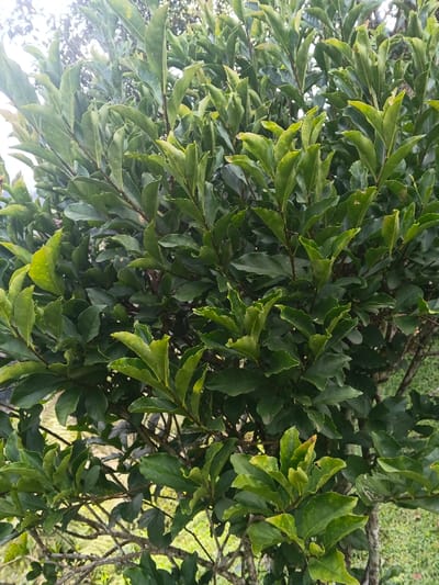 A close-up, vertical photograph displays the dense foliage of a healthy tree or large shrub located in Tapaiteng Uesa, Bhutan. The primary subjects are numerous ovate leaves, predominantly dark green, with some lighter green leaves, indicative of newer growth, interspersed throughout the frame. Dark brown, gnarled branches are visible between the clusters of leaves. The background consists of indistinct lighter green vegetation and a bright, overexposed area suggesting an open sky or distant light source. Natural daylight illuminates the scene. No individuals, animals, or man-made objects are present. No specific actions or interactions are depicted.