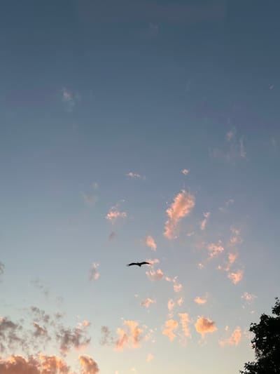 The image shows a serene sky at dusk, with the sun having recently set. The sky is a gradient of soft blues and purples, transitioning to warmer hues near the horizon. Scattered clouds are tinged with pink and orange, indicative of the setting sun. A solitary bird with outstretched wings is silhouetted against the sky, appearing to be in flight. In the lower right corner, the dark silhouette of tree foliage is visible. The scene is peaceful and natural, evoking a sense of calm. There is no indication of any urban elements, human activity, or specific landmarks that would place the image in Tovstoluh, Ukraine. The image captures a moment of natural beauty in a seemingly rural or natural environment.