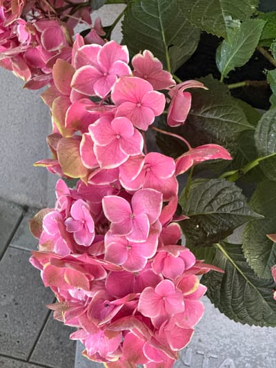 A close-up, overhead shot shows a cluster of vibrant pink hydrangeas with dark green leaves in the background. The flowers have white-tipped petals and some have begun to turn a lighter, yellowish hue at the edges, suggesting they are drying. The hydrangeas are set against a textured gray surface, possibly a paved walkway or stone. The scene is well-lit, highlighting the intricate details of the flower petals and the veins of the leaves. There is no indication of people, actions, or interactions. The location is identified as Ver. Alkun, Russia, though this context does not visually appear in the image itself.