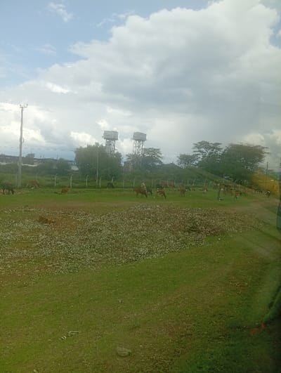 An outdoor scene in Viwandani ward, Kenya, depicts a large grassy field under an overcast sky with scattered white and grey clouds. In the foreground and midground, green grass covers the terrain, with a prominent irregular patch of lighter-colored vegetation or debris across the mid-left. A herd of approximately 15-20 cattle, varying in shades of brown and black, are dispersed across the grassy areas, primarily in the midground, engaged in grazing. One light brown cow is lying down within the lighter-colored patch. Several human figures, estimated to be 4-6 individuals, are visible among the cattle, appearing to monitor them.
In the background, a fence line, possibly barbed wire, runs horizontally, separating the grazing area from distant structures and vegetation. To the left, a tall utility pole with overhead power lines stands vertically. Behind the fence, two large, elevated industrial tanks, supported by metal lattice towers, dominate the central background. Dense green trees and shrubs are situated below and around these structures and extend to the right side of the frame. Further left, behind the utility pole and trees, obscured buildings are partially visible. A slight reflection on the far right edge of the image suggests the photograph was taken from inside a vehicle.