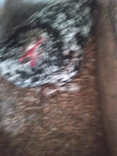 The image is a blurry, close-up shot of a chicken with black and white speckled feathers. A small patch of red is visible on its feathers, possibly from a marker or tag. The chicken appears to be resting on a surface composed of what looks like hay or straw. The background is a blurry brown color, suggesting it is outdoors or in an environment with natural materials. The overall image quality is poor due to motion blur and low resolution, making it difficult to discern specific details or the exact environment. There is no discernible information about the location in Журавское сельское поселение, Ukraine, as the image lacks any identifiable landmarks or contextual clues.