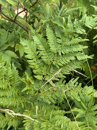 A close-up, overhead shot captures a dense patch of green fern fronds and other foliage, suggesting an outdoor environment likely in a natural or semi-natural setting within the city of Karabanovo, Russia. The fronds are intricately detailed, with many small, pointed leaflets forming larger, compound leaves. The lighting indicates daylight, with some shadows present among the leaves, creating a natural, slightly dappled effect. A few dry, straw-colored grass stalks are interspersed among the ferns, adding textural contrast. The overall impression is one of lush, verdant growth, typical of a forest floor, park, or garden in a temperate climate. There are no people or discernible man-made objects in the frame.