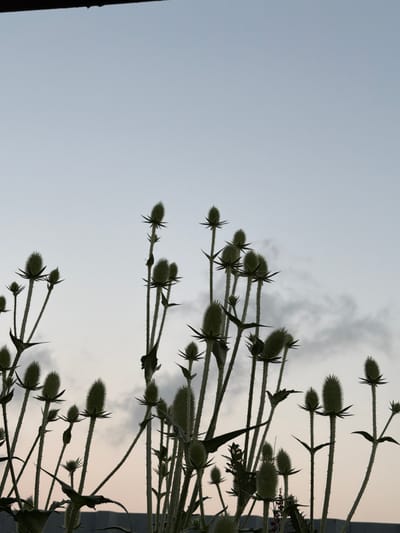 In Patara Bekami, Georgia, a low-angle shot captures a cluster of tall, spiky plants silhouetted against a pale, overcast sky. The plants, likely thistles or a similar species, feature prominent, cone-shaped seed heads and long, ribbed stems with sharp, leaf-like protrusions. The foreground shows the top edge of a dark, flat structure, possibly a roof or fence. The overall impression is one of natural growth against a subdued, atmospheric backdrop. There are no people or animals visible.