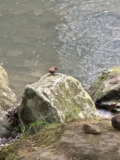 The image shows a small, brown bird perched on a moss-covered rock next to a body of water. The water appears to be a stream or river, with ripples and reflections visible on its surface. The rocks are rough and textured, with patches of green moss growing on them. The ground in the foreground is covered in moss and dirt, with some blades of grass growing between the rocks. The lighting suggests it is daytime. The scene is set in a natural environment, likely outdoors. There are no people or man-made structures visible. The image is a photograph taken from a slightly elevated perspective. Based on the distinctive rock formations and the presence of flowing water, this scene is likely located within the Müllerthal region, also known as Little Switzerland, in Consdorf, Luxembourg.