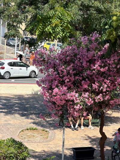 A high-angle, wide shot captures a street scene in Valletta, Malta, on a sunny day. The foreground is dominated by a large tree with vibrant pink flowers, its branches extending over a paved walkway. Beneath the tree, a green metal bench is occupied by at least two people, their legs extended and wearing casual attire and sneakers. To the right of the bench, a black trash bin sits on the pavement, casting a long shadow. Further down the walkway, a white car is parked at the curb, with a group of people standing nearby. Some are partially obscured by the car and trees, but one person wears an orange top and another a striped shirt. A yellow car is visible behind the white car. The ground is paved with light-colored interlocking bricks, and there are patches of greenery and shadows from the trees scattered across the scene. A few individuals are visible further in the background, and a bicycle rack with a bike is also present. The overall impression is a relaxed, urban environment bathed in bright sunlight.