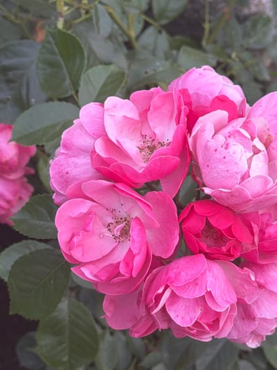A close-up, high-angle, medium shot captures a cluster of vibrant pink roses against a backdrop of dark green leaves. The roses are in various stages of bloom, with some fully open and others still partially closed. Their petals display delicate textures and subtle variations in shade, ranging from soft pastel pink to deeper fuchsia. The background foliage is soft-focused, emphasizing the intricate detail of the flowers. The scene is situated in a garden setting in the city of Моторное, Russia.