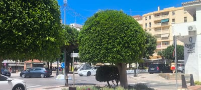 This image captures a bright, sunny day in San Luis de Sabinillas, Spain. The scene is a street with a road, sidewalk, and buildings. Large, perfectly manicured green trees dominate the foreground and mid-ground, providing shade. In the background, a light-colored building with multiple balconies and awnings stands under a clear blue sky. A sign for "QUALITY DENT CLINICA DENTAL" is visible on the side of a white building.

Several cars are on the road, including a dark blue hatchback and a white Tesla, suggesting moderate traffic. A woman in a red skirt and dark top walks away from the camera on a sidewalk near the dental clinic. The presence of a temporary string of lights draped from a pole implies a recent or upcoming event, perhaps a festival or holiday. The overall atmosphere is relaxed and warm, typical of a Mediterranean summer day. The greenery and architecture are characteristic of a Spanish coastal town.

Visible text includes:
- "QUALITY DENT"
- "CLINICA DENTAL"
- "CONSULTORIO MEX"
- "CENTRO SOCIO POL"
- "BAR LOS AMIGOS"